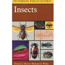 FIELD GUIDE TO INSECTS: AMERICA